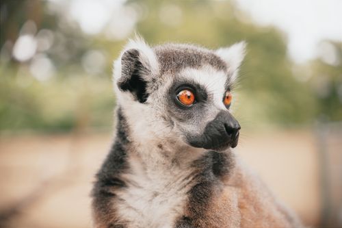 Free A stunning close-up portrait of a ring-tailed lemur with striking orange eyes in Hungary. Stock Photo