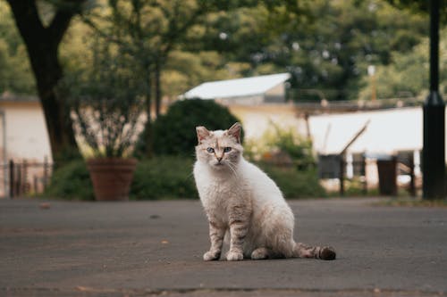 ネコ, ペット, 動物の写真の無料の写真素材