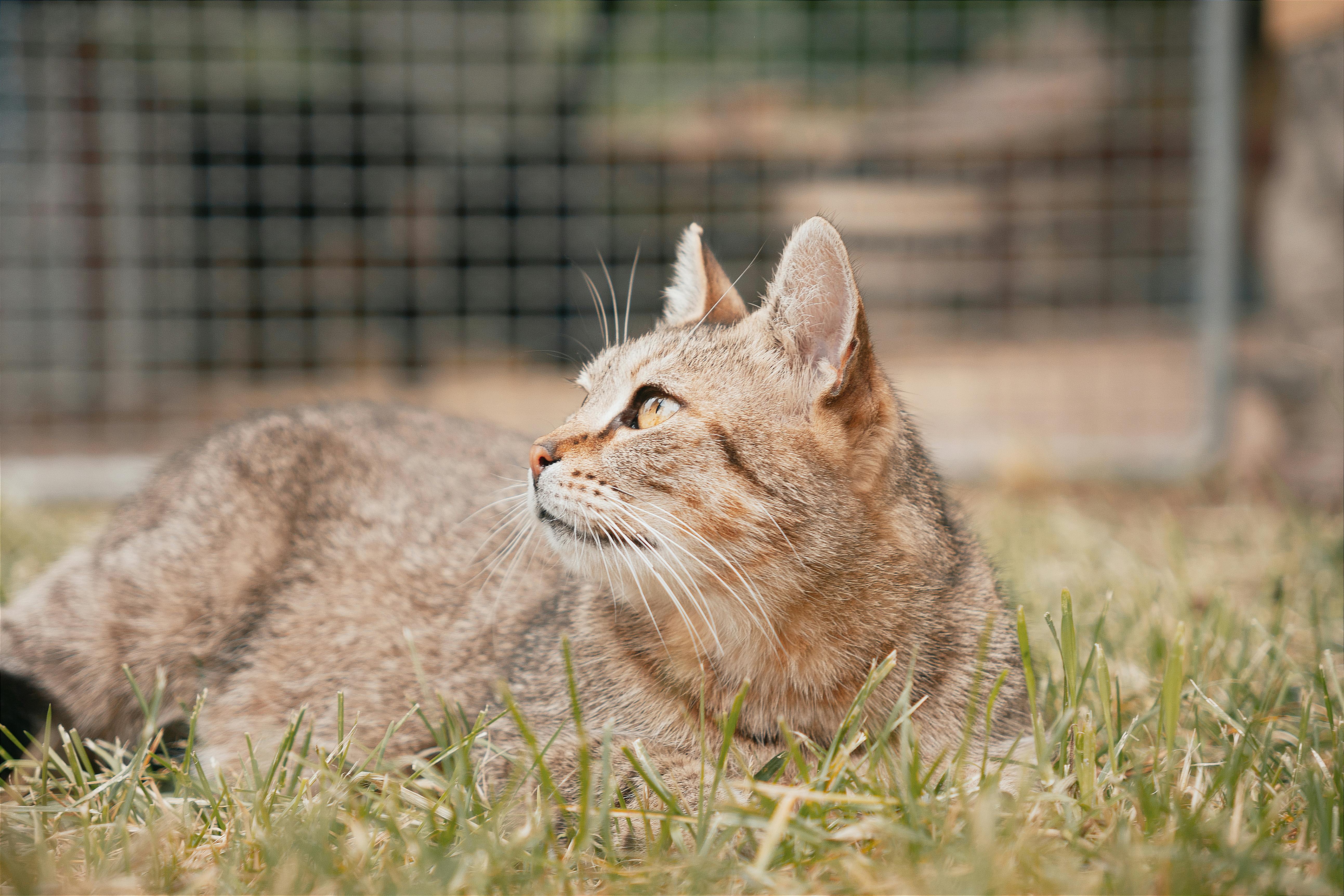 free photo of gray cat lying in the grass