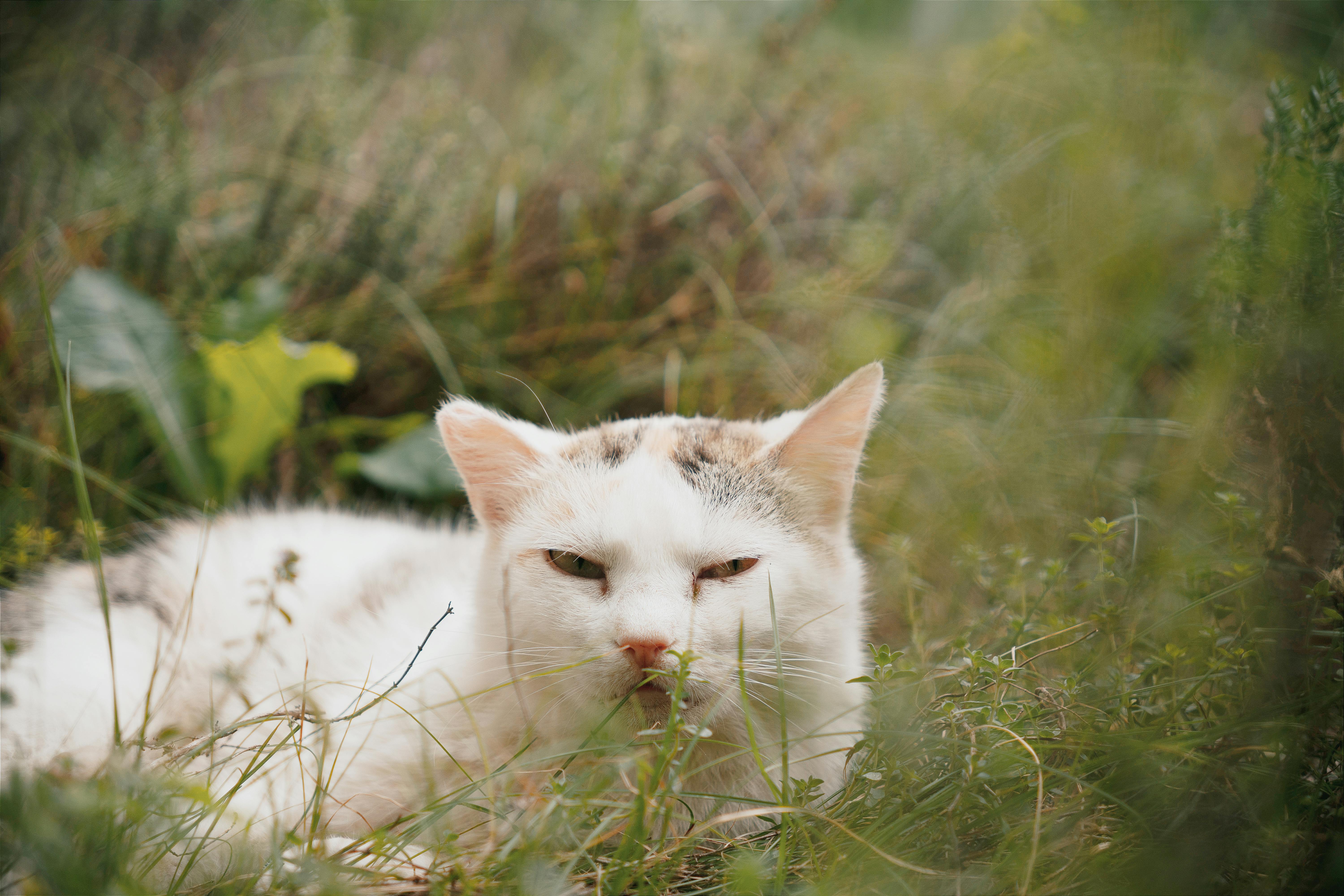 free photo of white cat lying in the grass