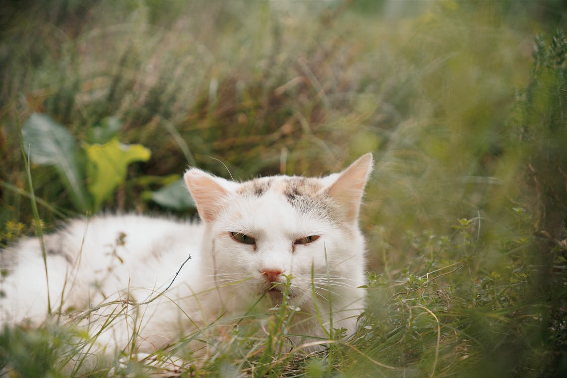 10 Must-Have Cat Toys For Mental Stimulation And Physical Health 3 free photo of white cat lying in the grass