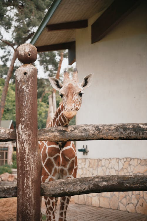 Gratis stockfoto met baby giraffe, dierenfotografie, dierentuin behuizing
