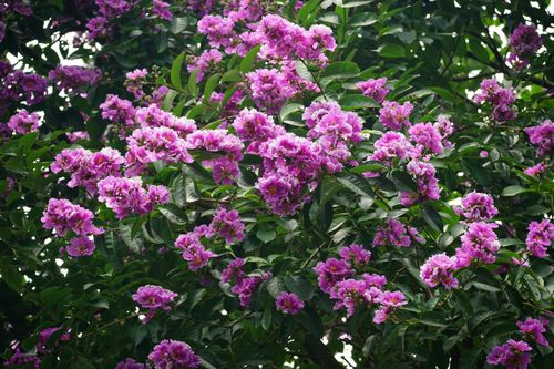 Free A lush display of vivid purple flowers blooming in dense green foliage captures the essence of nature's beauty. Stock Photo