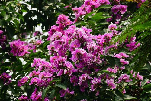 Free A lush cluster of vibrant pink crape myrtle flowers in full bloom against green foliage on a sunny day. Stock Photo