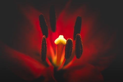 Macro photography of a vibrant crimson flower to use as a background. Close-up of a red Lilium bulbiferum, also known as Fire Lily, showing detail of stamens with selective focus and dark ...