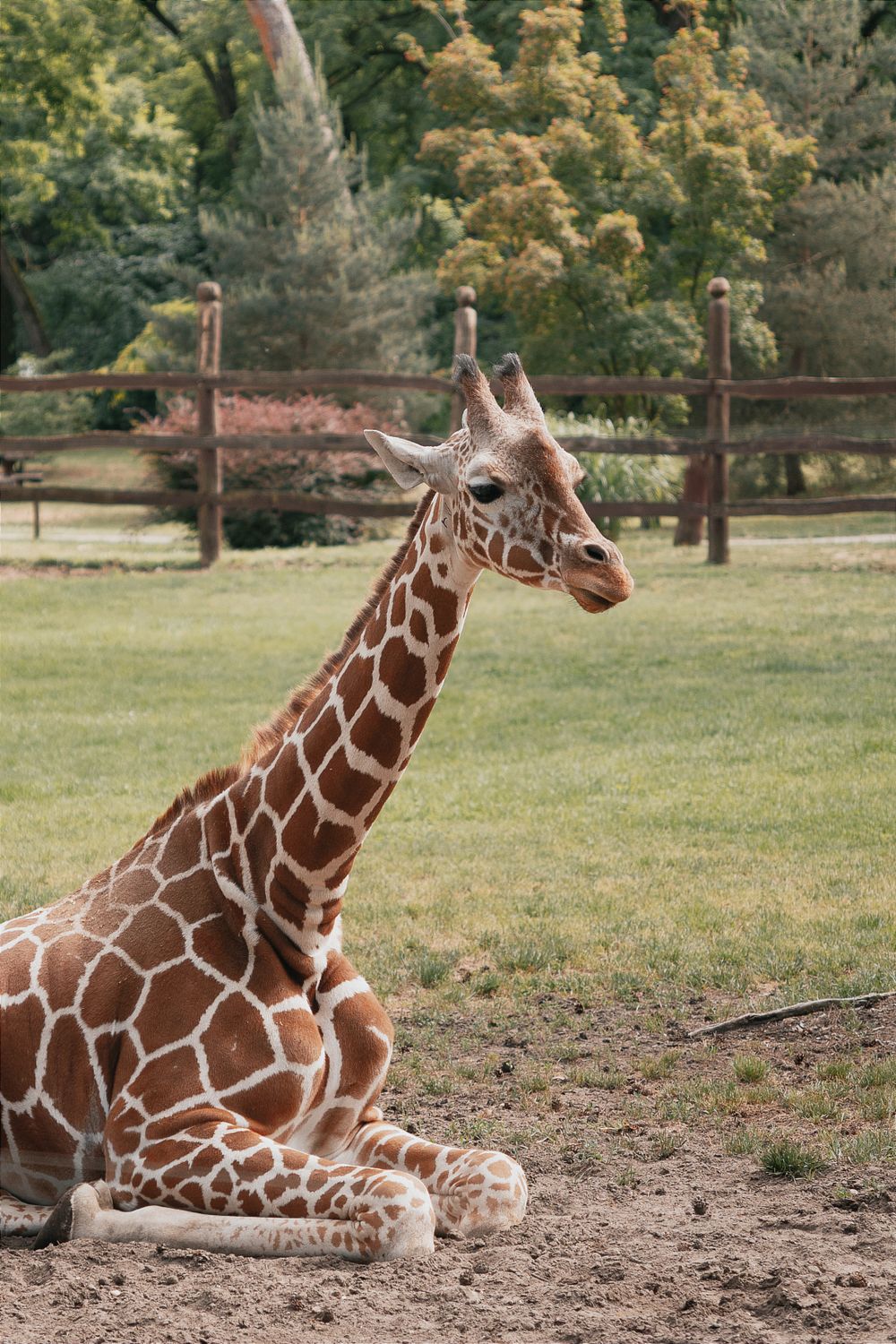 Close-up of a Lying Small Giraffe · Free Stock Photo