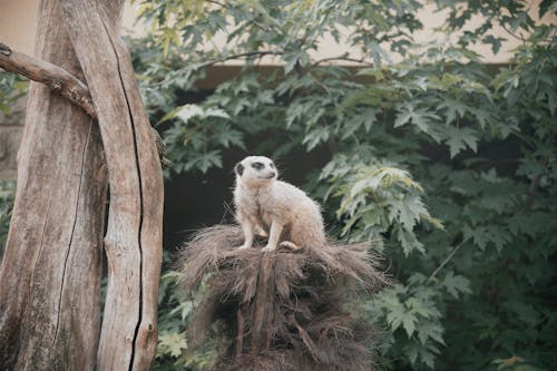 マングース, ミーアキャット, 動物の写真の無料の写真素材