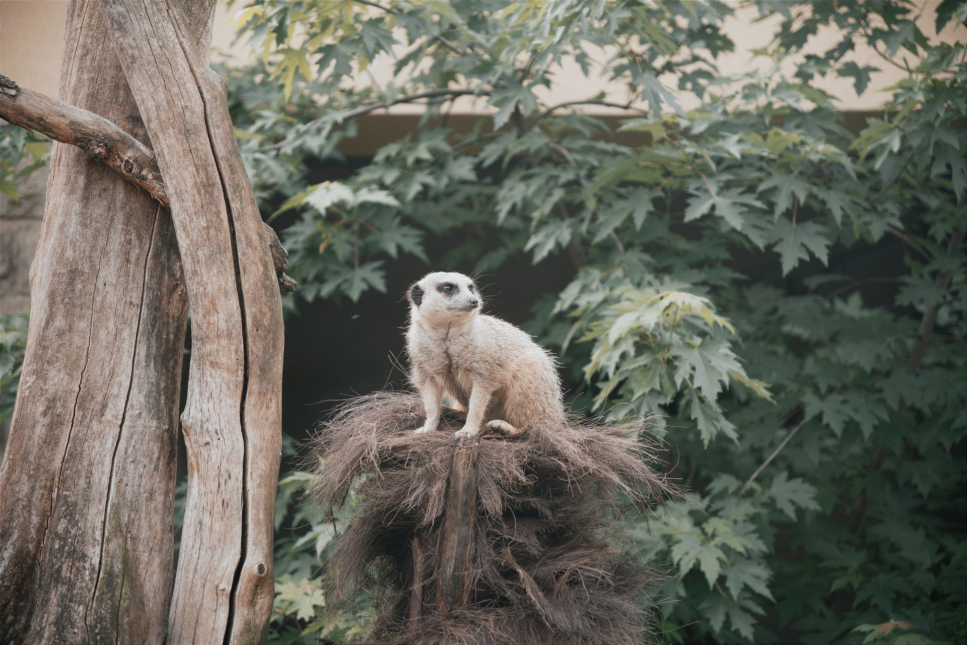 Meerkat Looking Around in the Zoo Enclosure