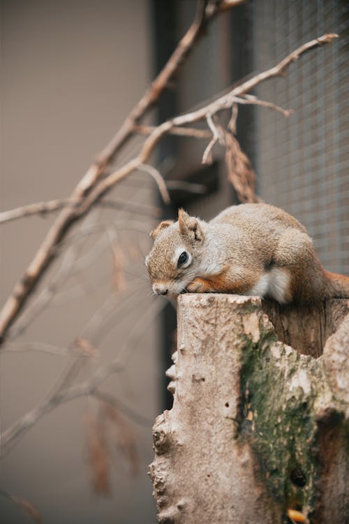 Foto d'estoc gratuïta de bufó, en captivitat, esquirol japonès