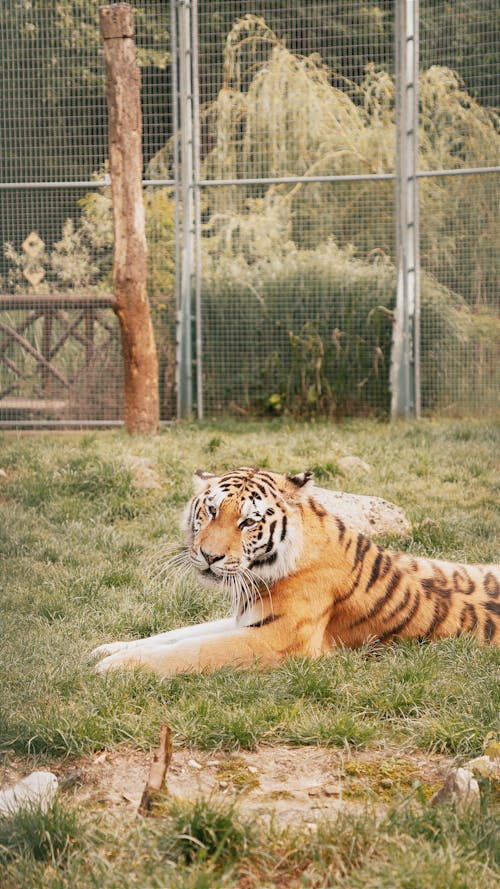 A tiger laying down in a grassy area