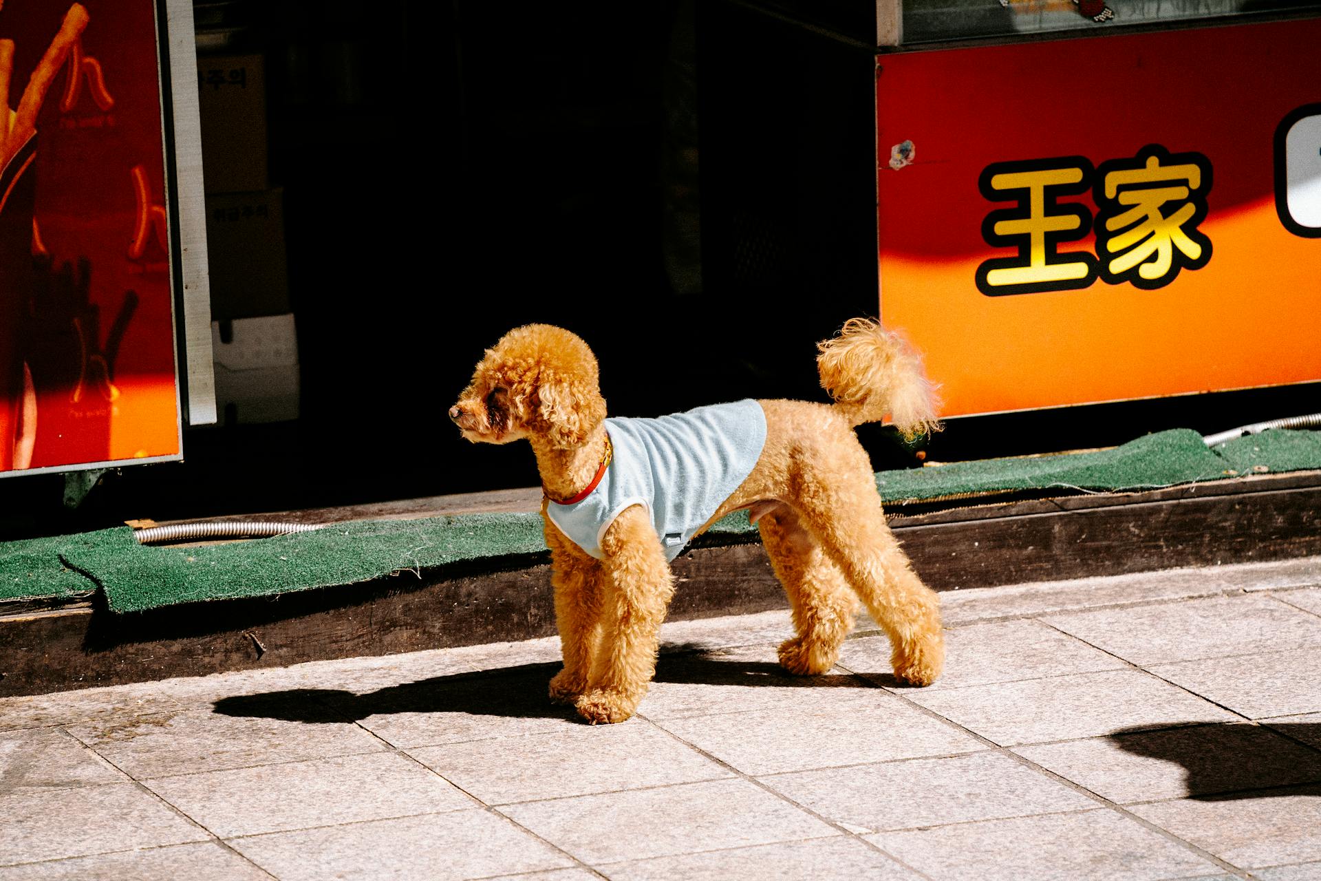 Poodle in Clothes