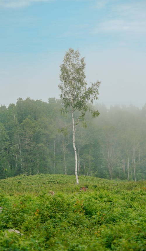 Gratis stockfoto met blad, boom, buiten