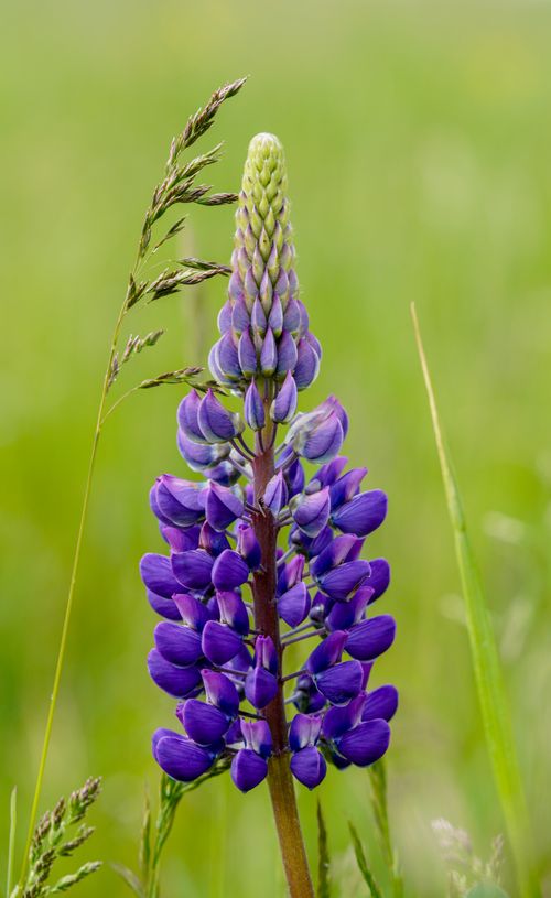 Free Beautiful lupine flower with vibrant purple petals standing tall in a summer meadow. Stock Photo