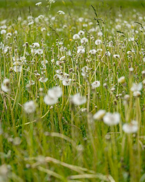 A field of white dandelions in the grass
