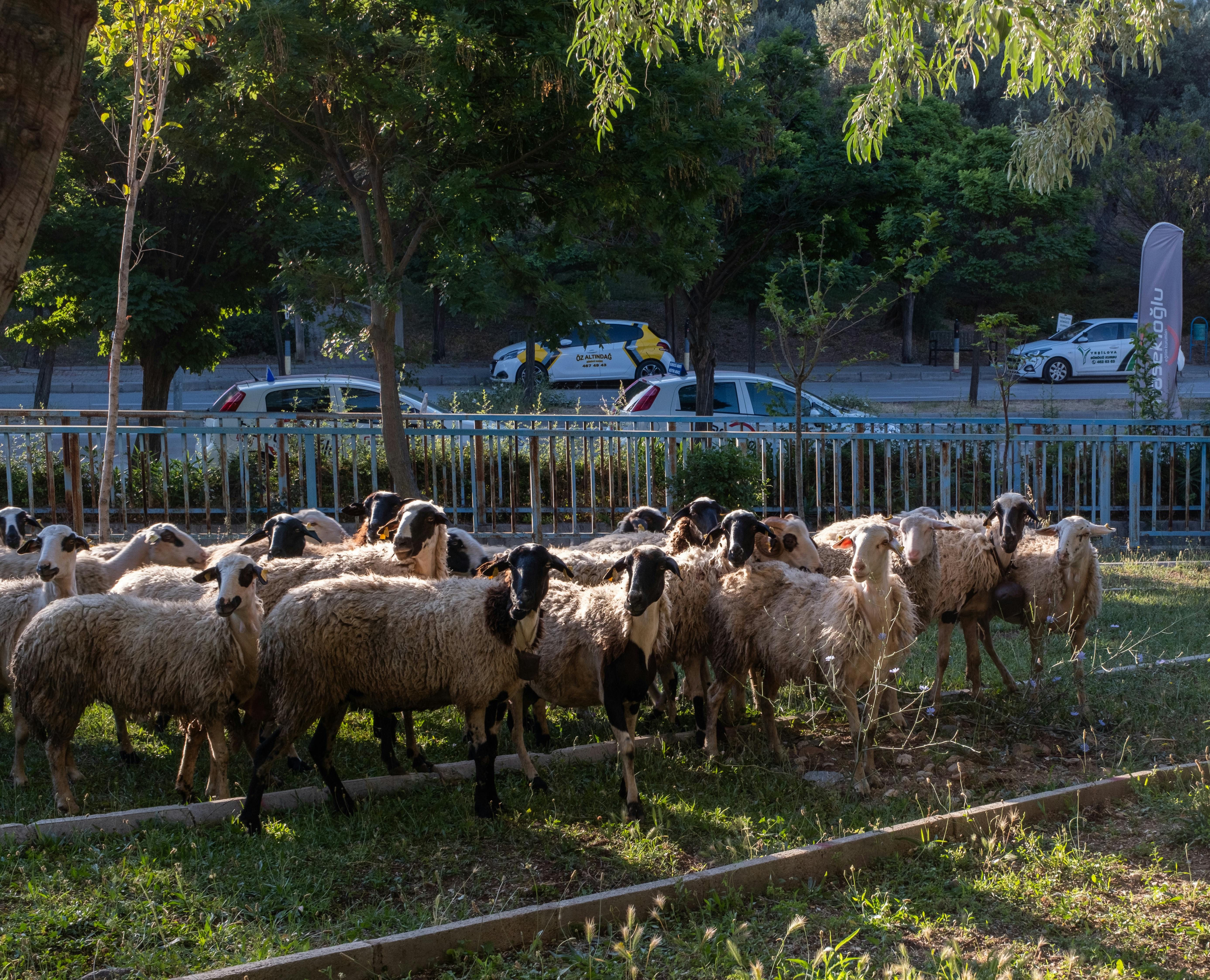 A sheep undergoing diagnostic blood testing at a veterinary clinic