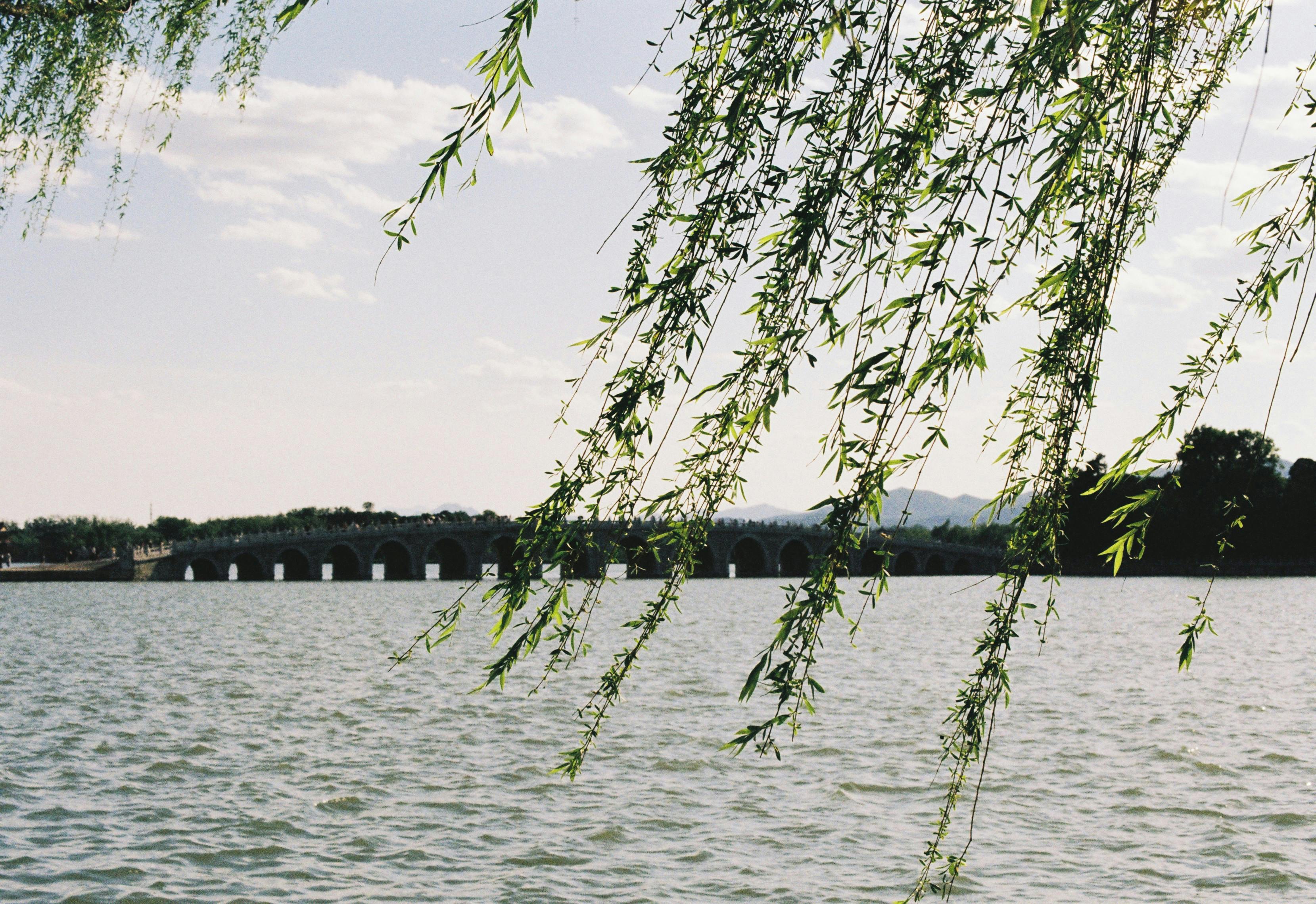 Summer Palace scene with willow branches over a lake, calm and serene.