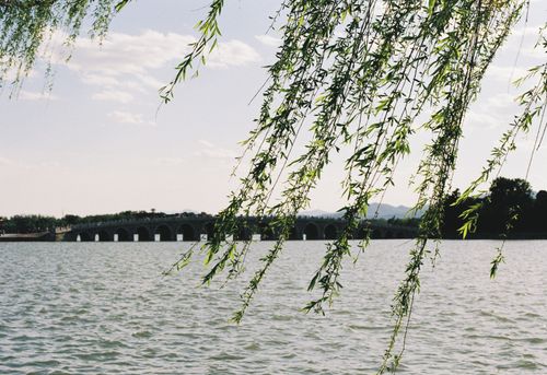 Free Summer Palace scene with willow branches over a lake, calm and serene. Stock Photo