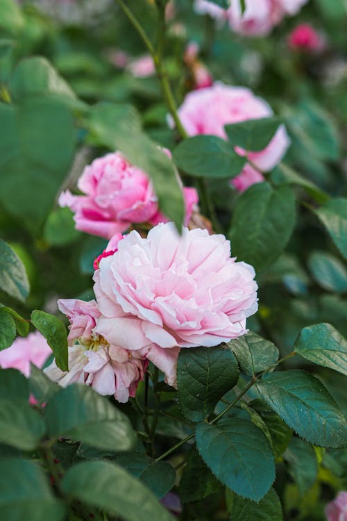 A pink rose bush with green leaves and green leaves