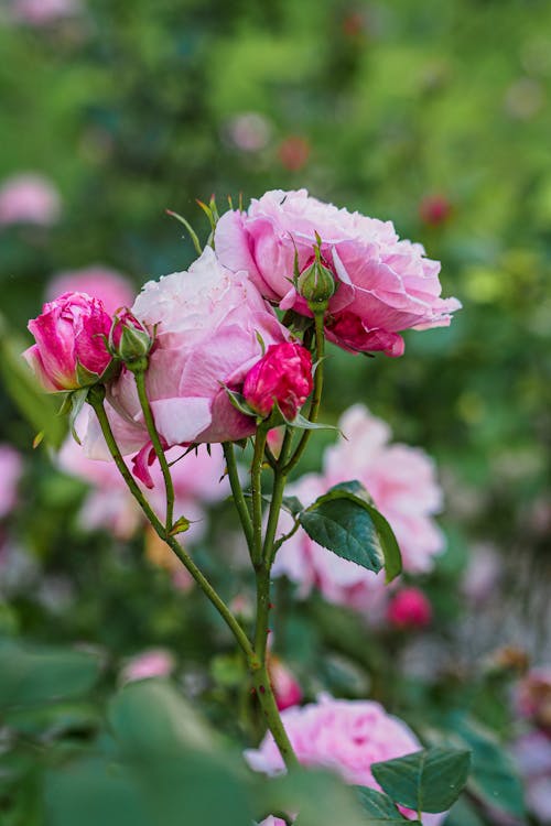 Pink roses in bloom in a garden