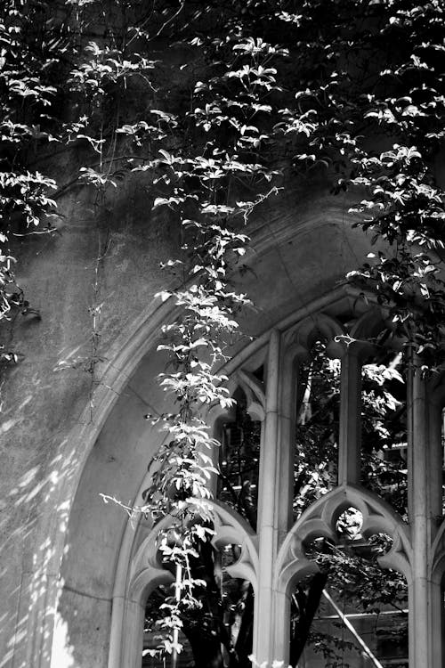 A black and white photo of a window with vines