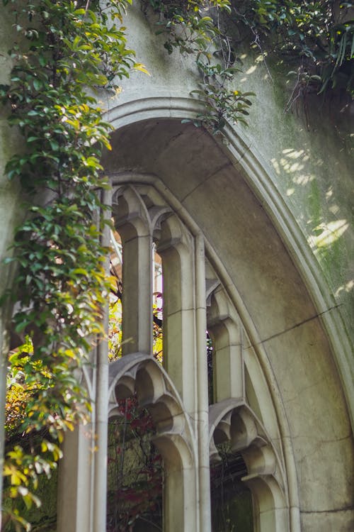 A window with ivy growing around it