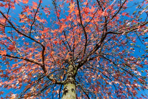 Gratis lagerfoto af blå himmel, blad, efterår