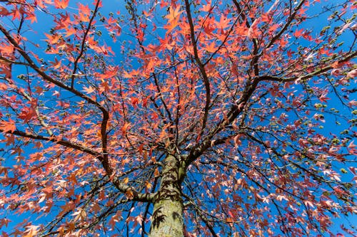 Photos gratuites de arbre, automne, bois