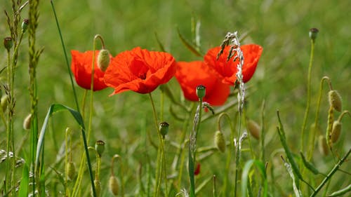 Red poppies in a field of green grass