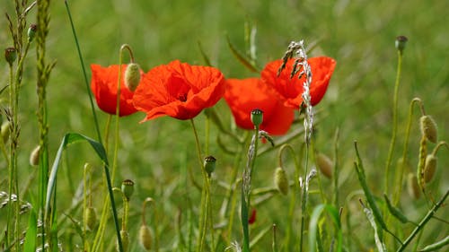 Бесплатное стоковое фото с klatschmohn, алименты, дикий