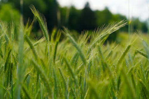 Foto profissional grátis de agricultura, alimento, campo de grãos