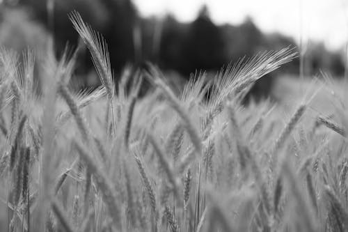 Free stock photo of agriculture, aliment, barley