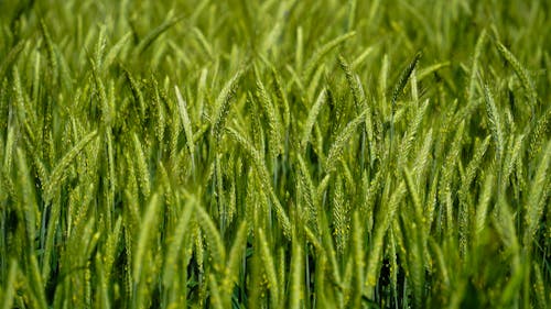 Foto profissional grátis de agricultura, alimento, campo de grãos