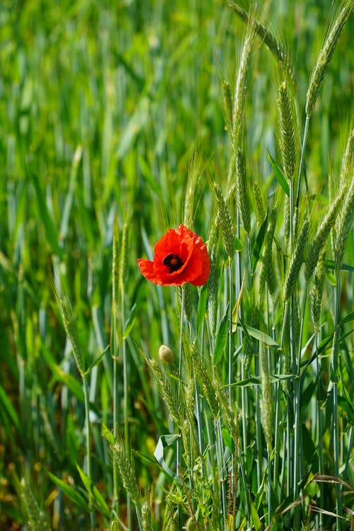 A single red poppy in a field of green grass
