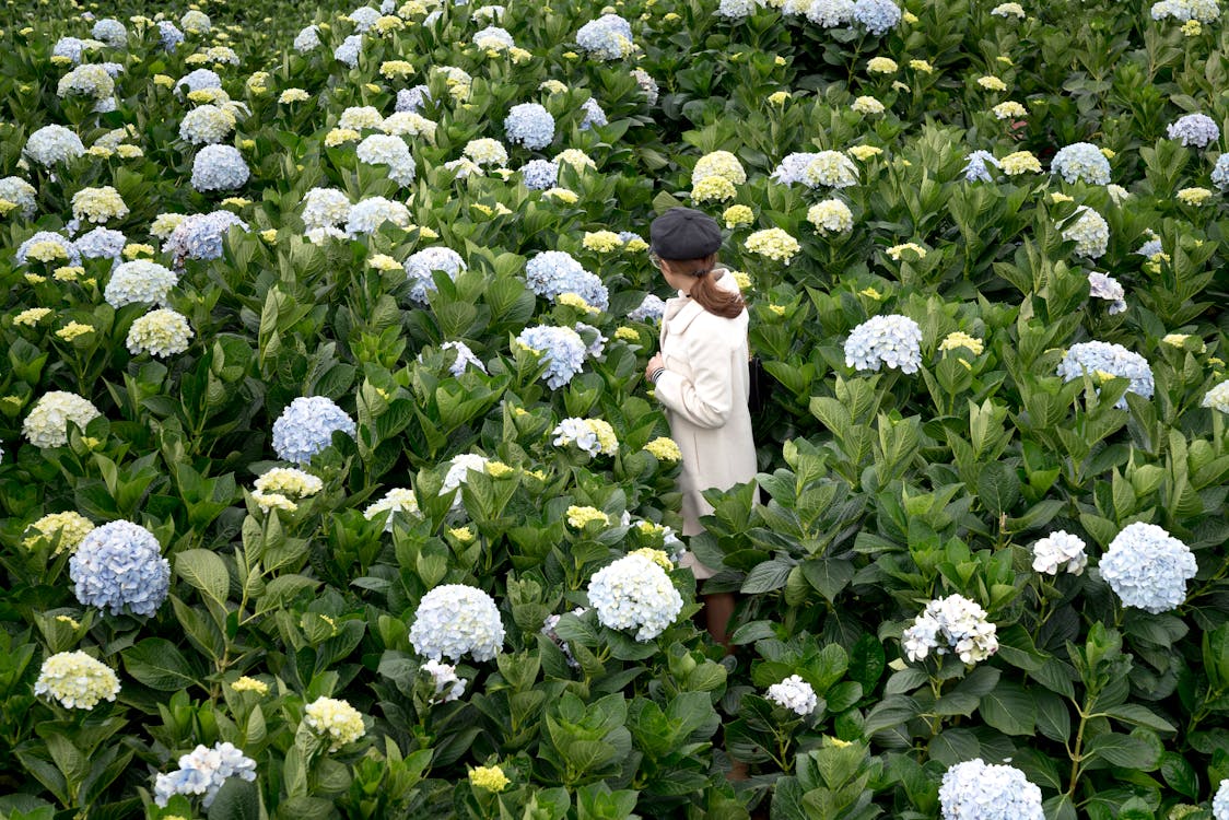 Foto Perempuan Topi Hitam Dan Jas Putih Berdiri Di Tengah Ladang Bunga Hydrangea