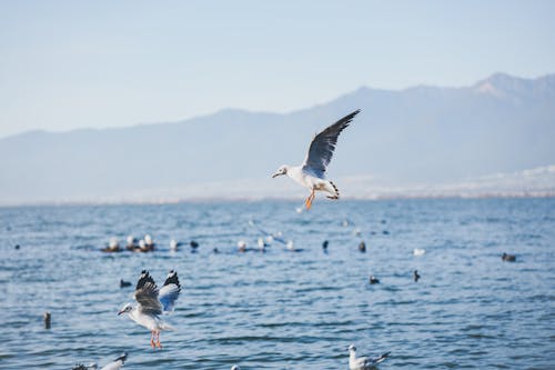 Kostenloses Stock Foto zu aves, blauer himmel, fliege