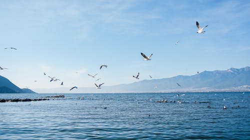 Kostenloses Stock Foto zu aves, blauer himmel, frischwassersee