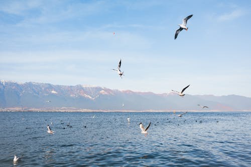 Kostenloses Stock Foto zu aves, blauer himmel, frischwassersee