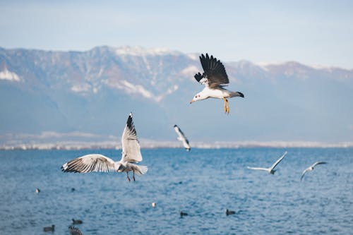 Δωρεάν στοκ φωτογραφιών με aves, άγρια φύση, άγριος