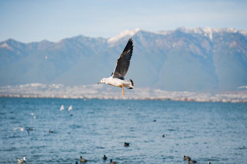 海鸥