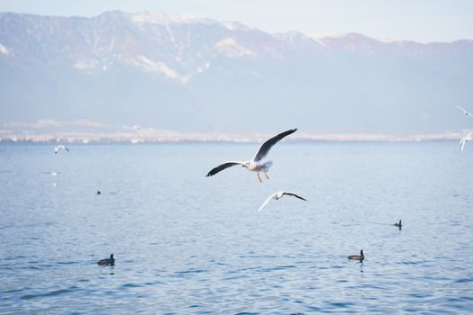 A seagull flying over the water with mountains in the background