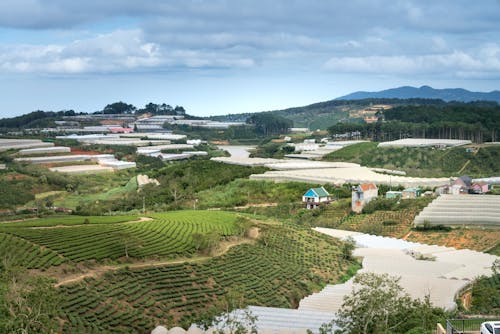 Lapangan Hijau