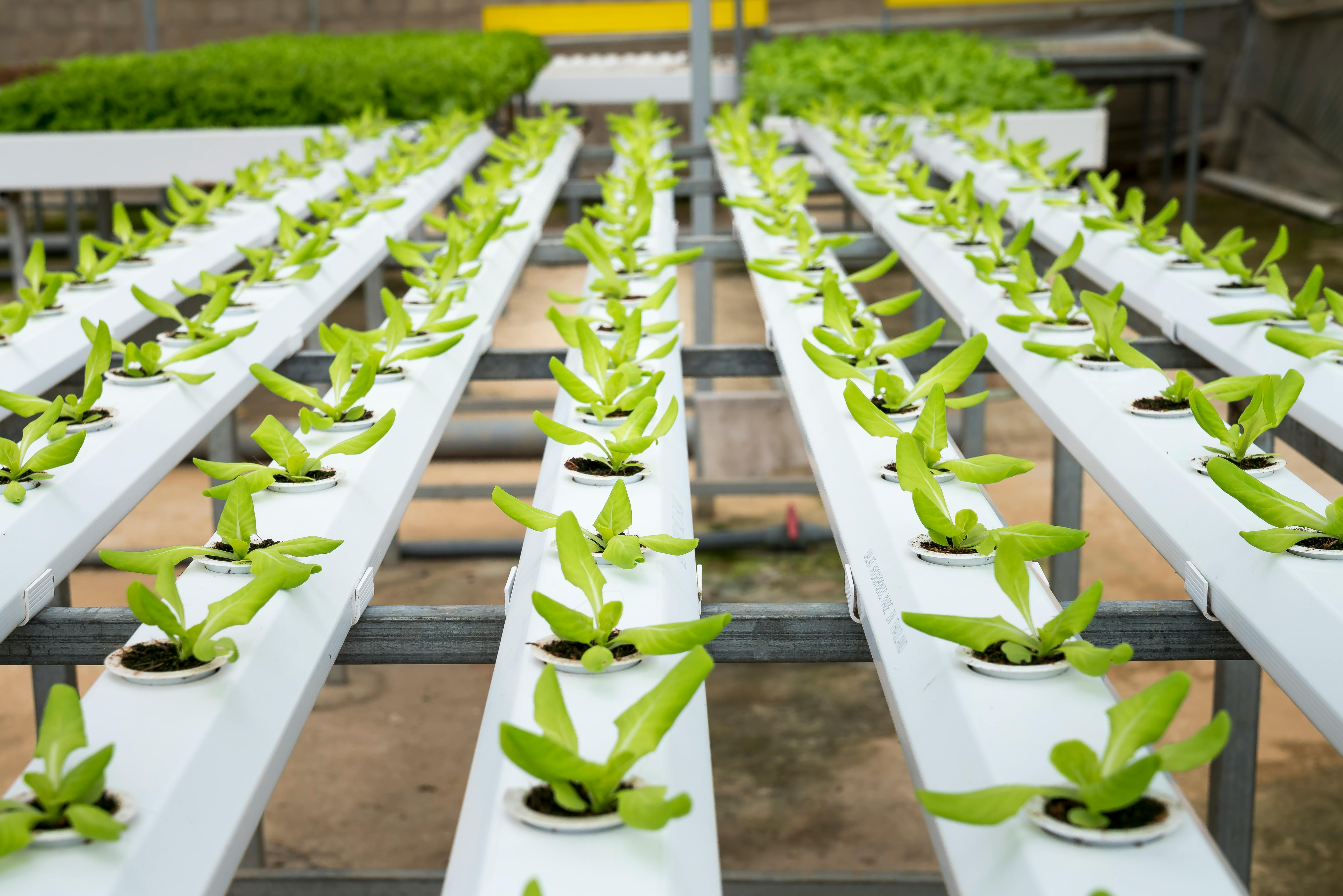 The Benefits of Using Organic Nutrients in Hydroponics