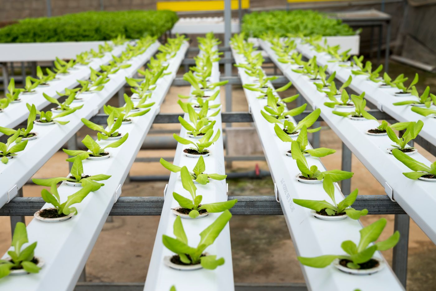 Hands tending young vegetable plants in a garden bed