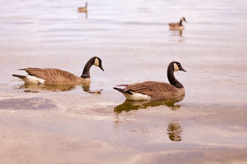 A group of geese swimming in a lake