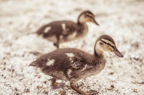 Two baby ducks walking on the ground