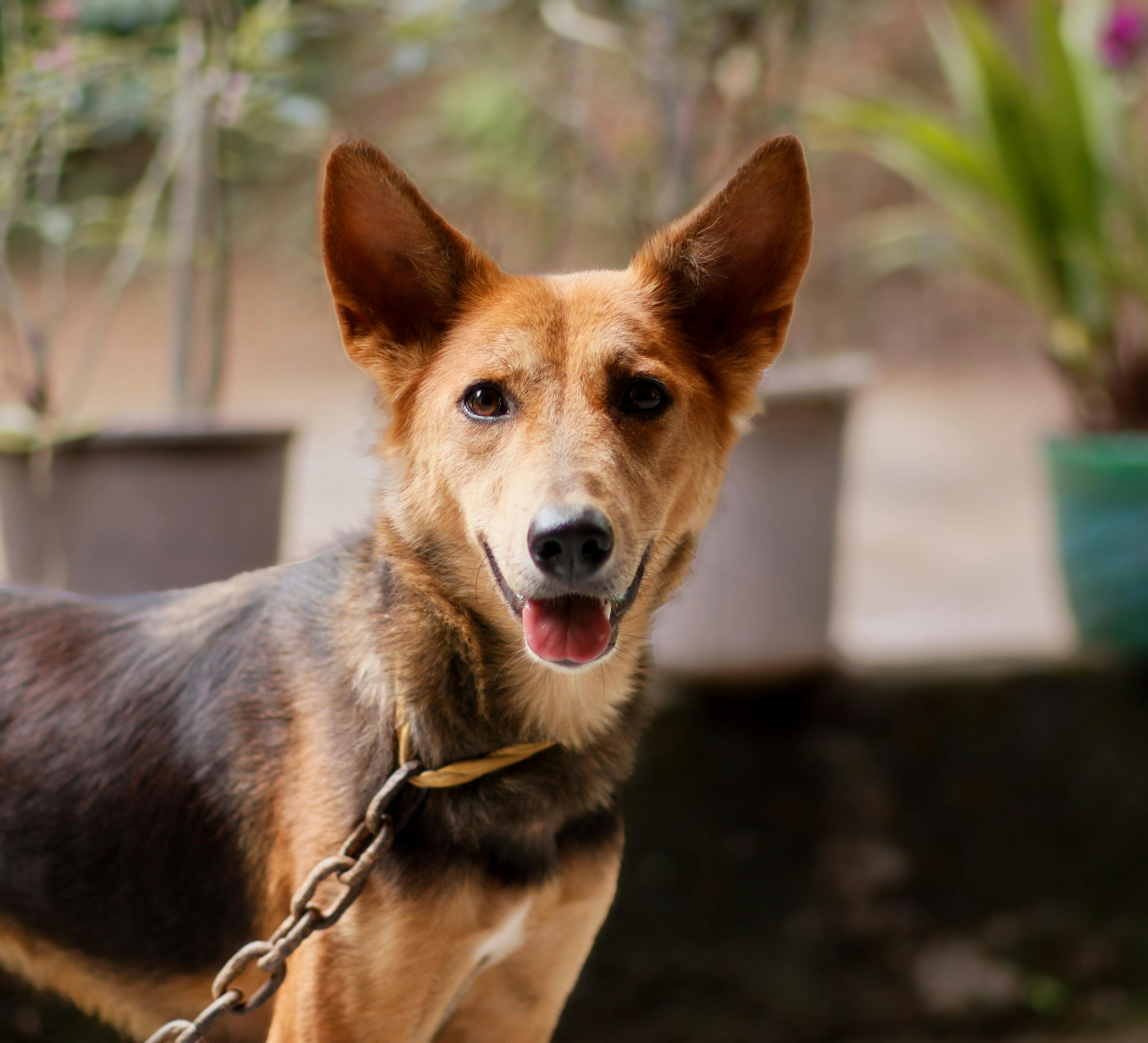 pet lifestyle bhopal — Photo by Jomon Kollannoor on Pexels