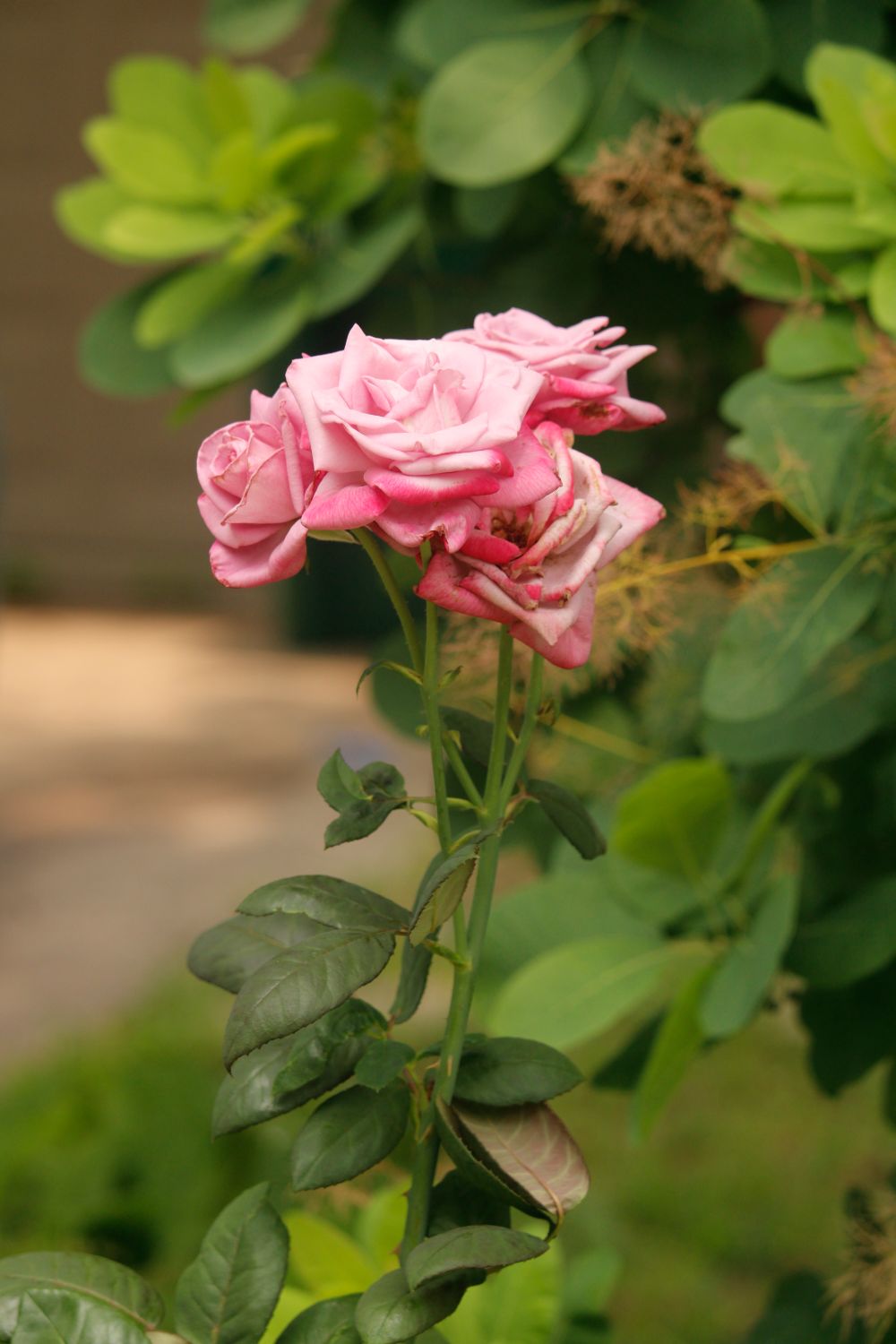 Pink Roses Natural Photography Pink Rose in Nature · Free Stock Photo