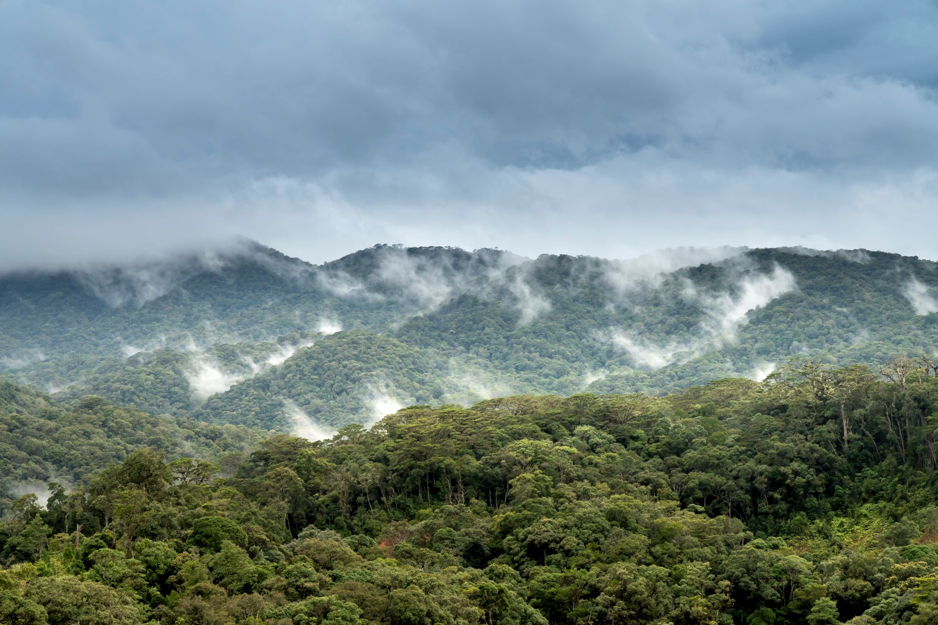 A breathtaking view of a lush tropical rainforest shrouded in mist and clouds.