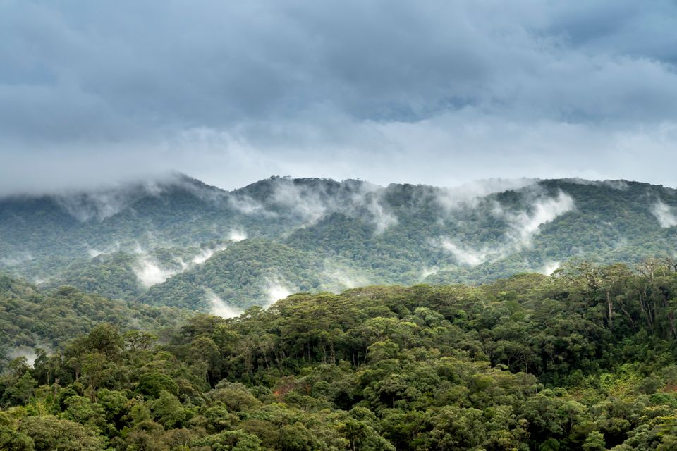 Morning mist lifts over the cloud forest above Boquete — the hour before it clears is when quetzals begin foraging