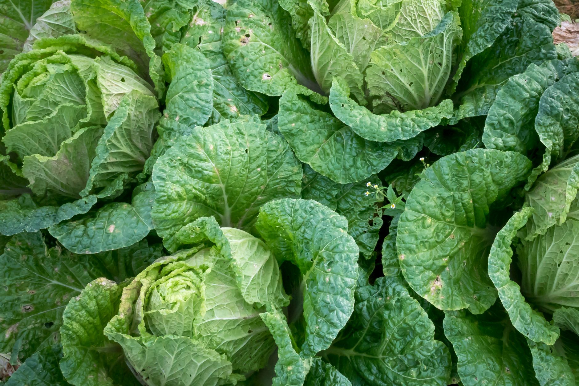 A close-up photo of fresh green cabbage plants growing in an outdoor garden.